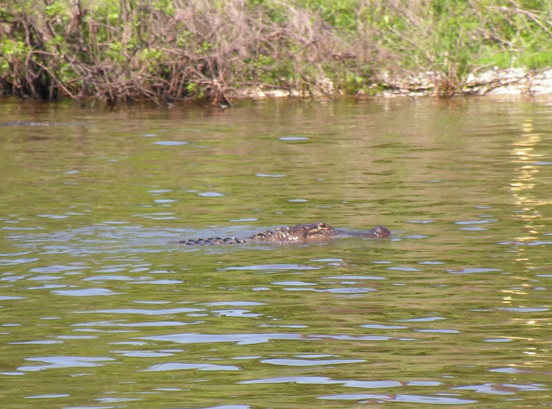 Click image for larger version

Name:	gator2.jpg
Views:	293
Size:	105.7 KB
ID:	357690