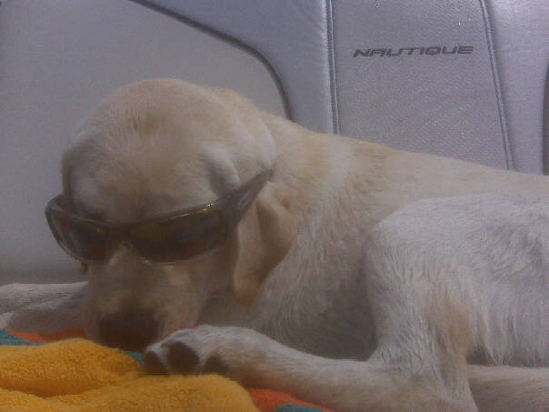 Click image for larger version

Name:	nautique_dog.bmp
Views:	774
Size:	801.7 KB
ID:	359036